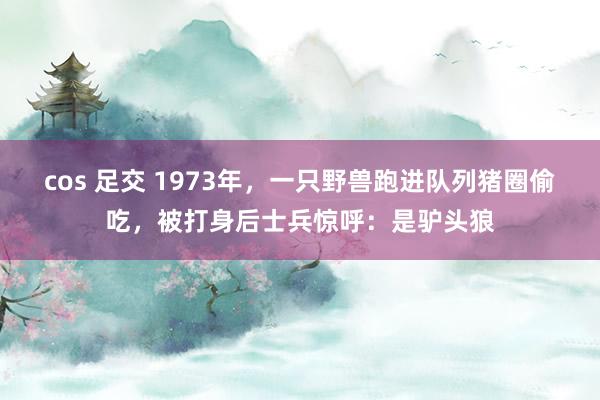 cos 足交 1973年，一只野兽跑进队列猪圈偷吃，被打身后士兵惊呼：是驴头狼